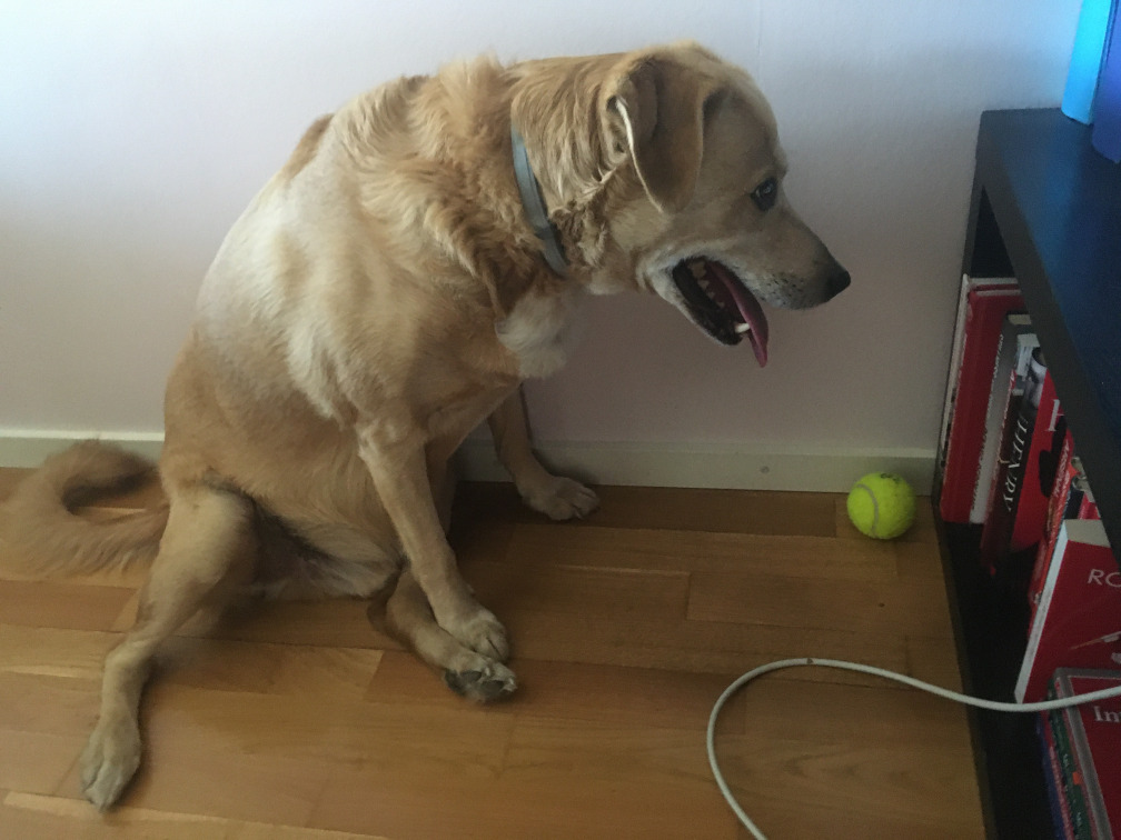 A panting yellow dog sits next to a tennis ball