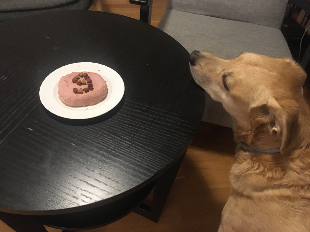 A yellow dog looks at a cake made of liver pâté with a number 9 made of doggy
treats on top