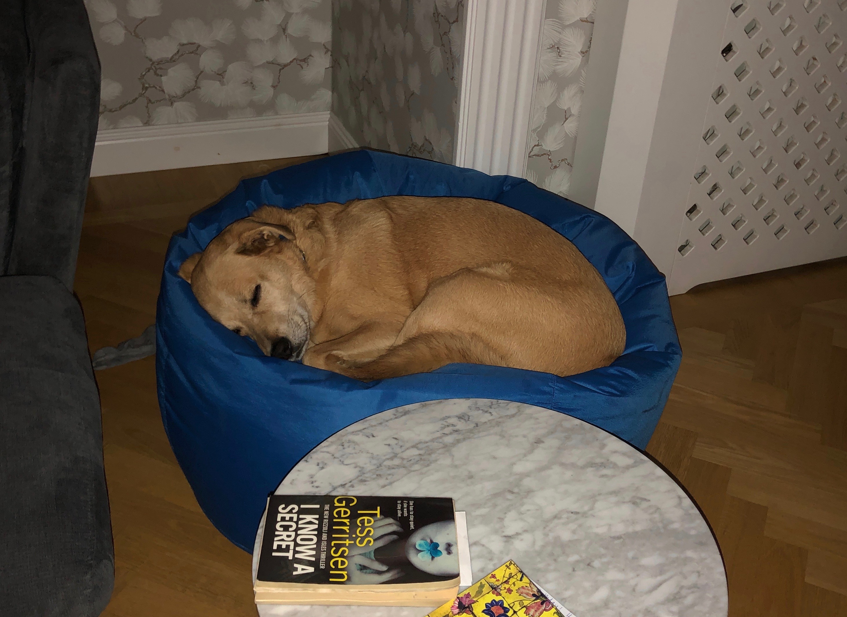 A yellow dog sleeps curled up in a beanbag chair