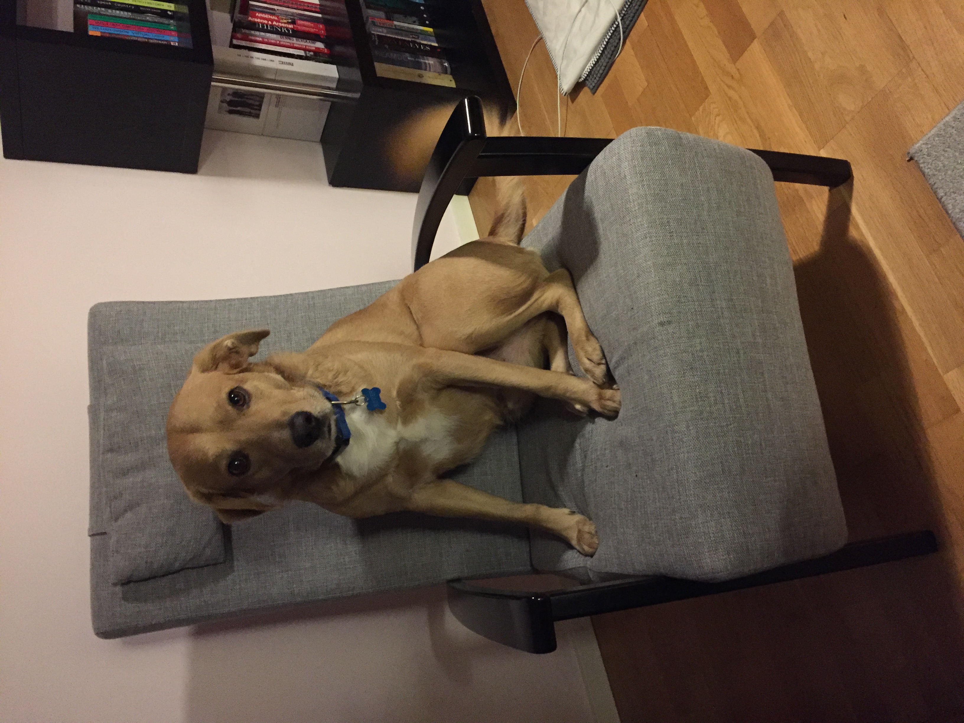 A yellow dog sitting in a chair