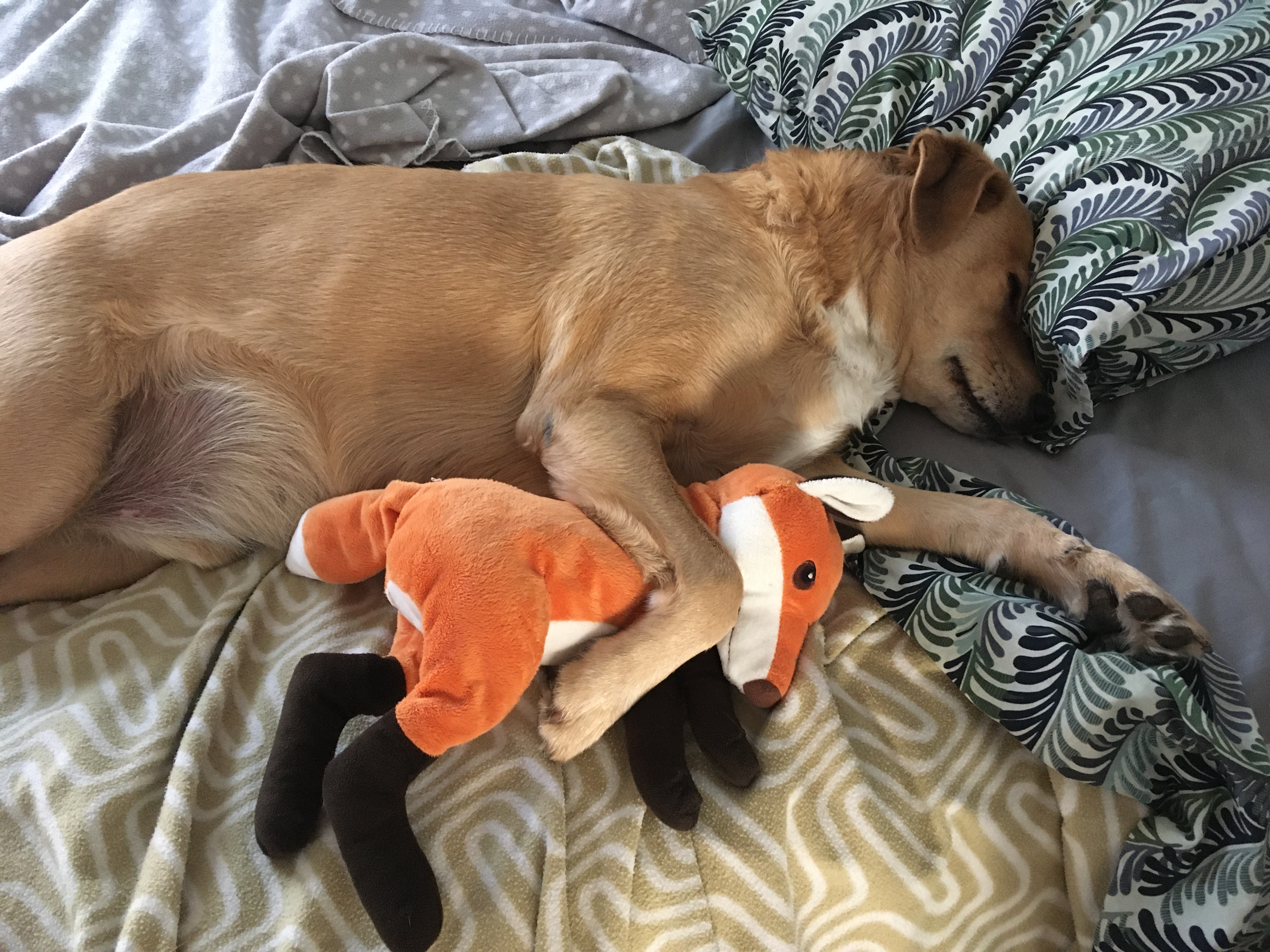 A dog sleeps on a bed, hugging a stuffed toy fox
