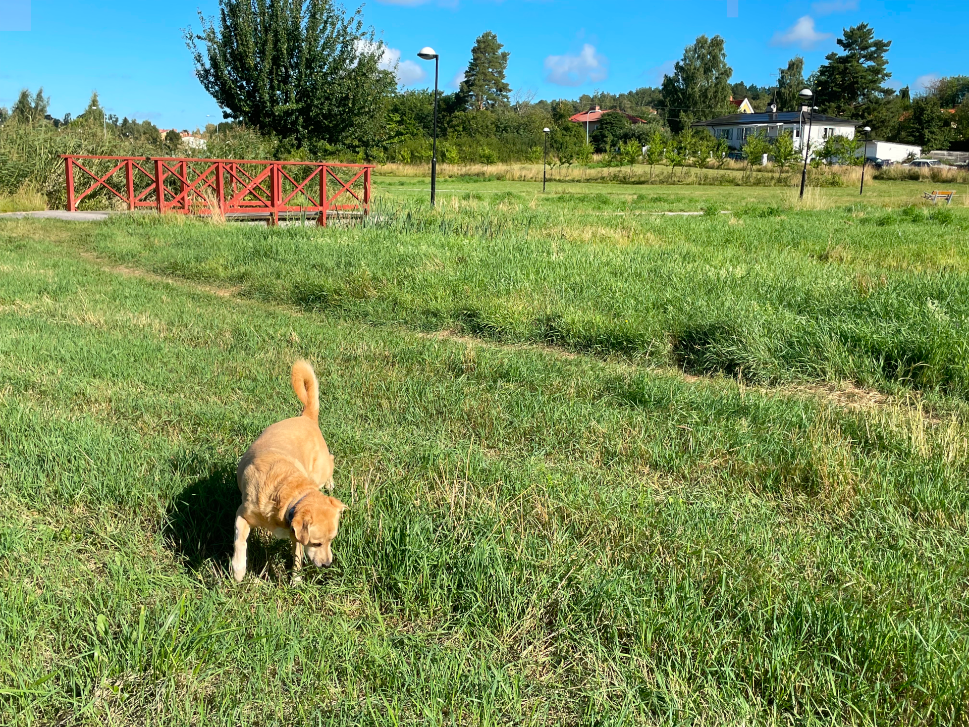 A dog walks in a grassy field